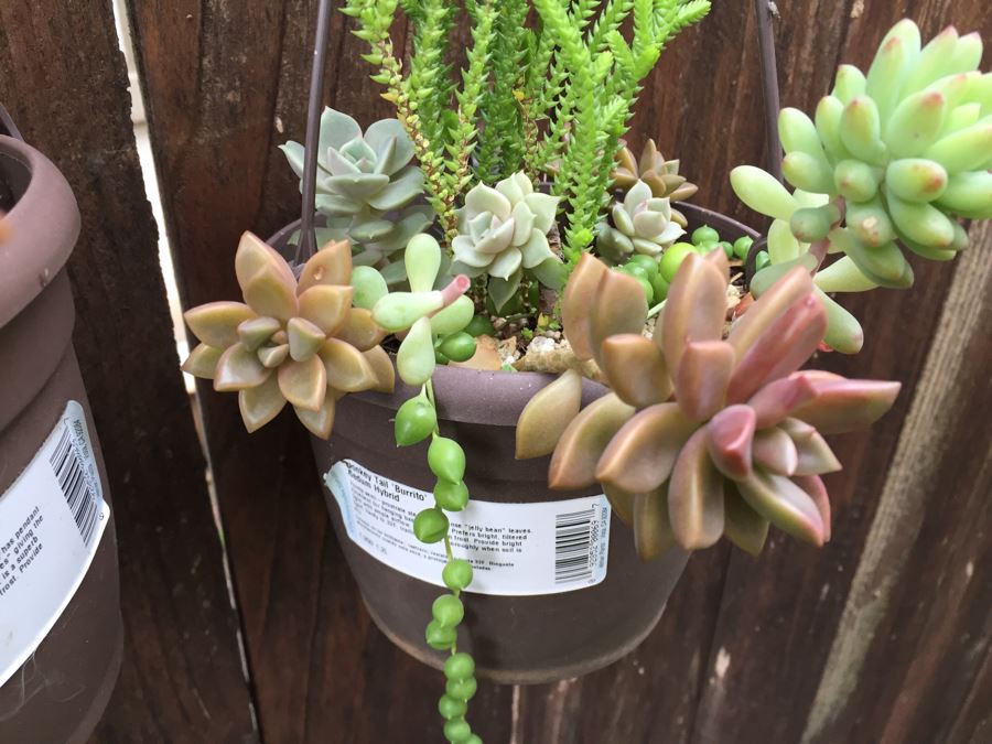 (6) Hanging Pots With Succulents [Photo 7]