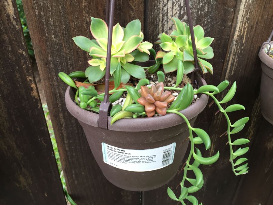 (6) Hanging Pots With Succulents [Photo 3]