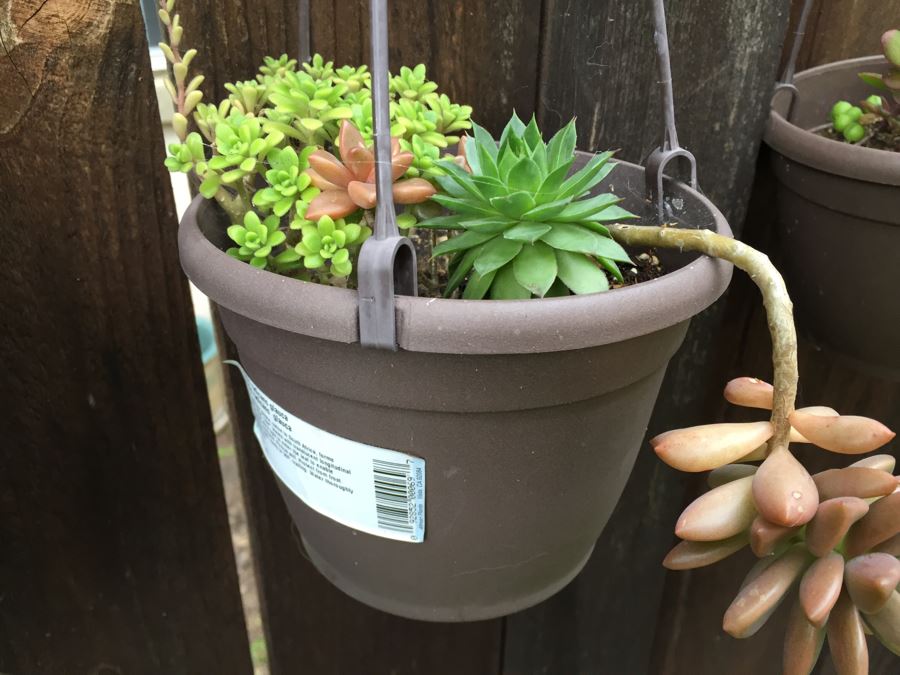 (6) Hanging Pots With Succulents [Photo 5]