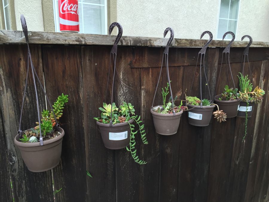(6) Hanging Pots With Succulents