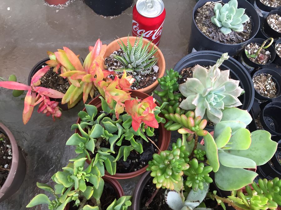 Outdoor Metal And Glass Table Loaded With Succulents And New Plastic Pots See All Photos [Photo 13]