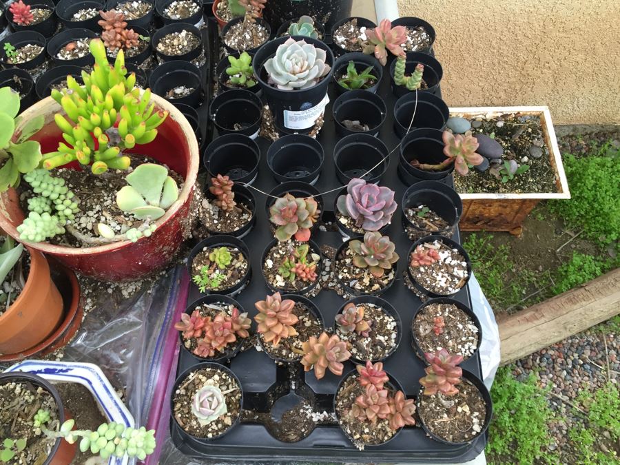 Outdoor Metal And Glass Table Loaded With Succulents And New Plastic Pots See All Photos [Photo 4]
