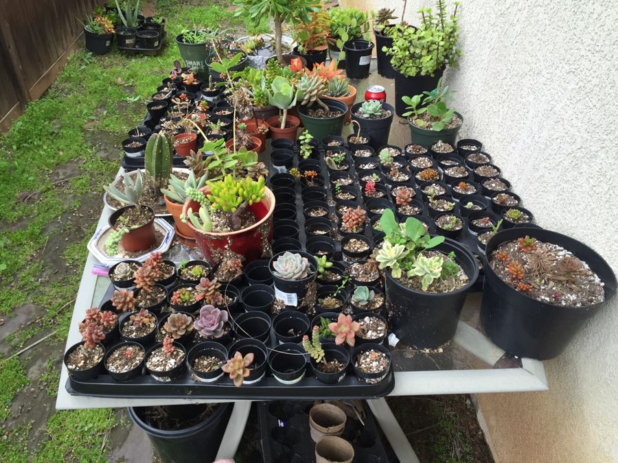 Outdoor Metal And Glass Table Loaded With Succulents And New Plastic Pots See All Photos [Photo 27]