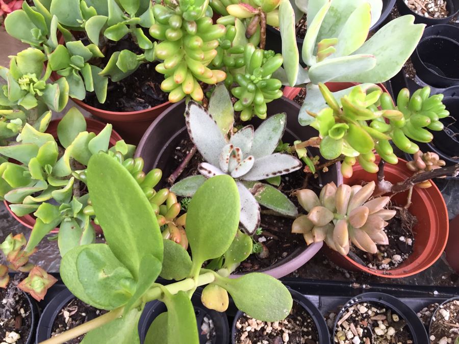 Outdoor Metal And Glass Table Loaded With Succulents And New Plastic Pots See All Photos [Photo 12]