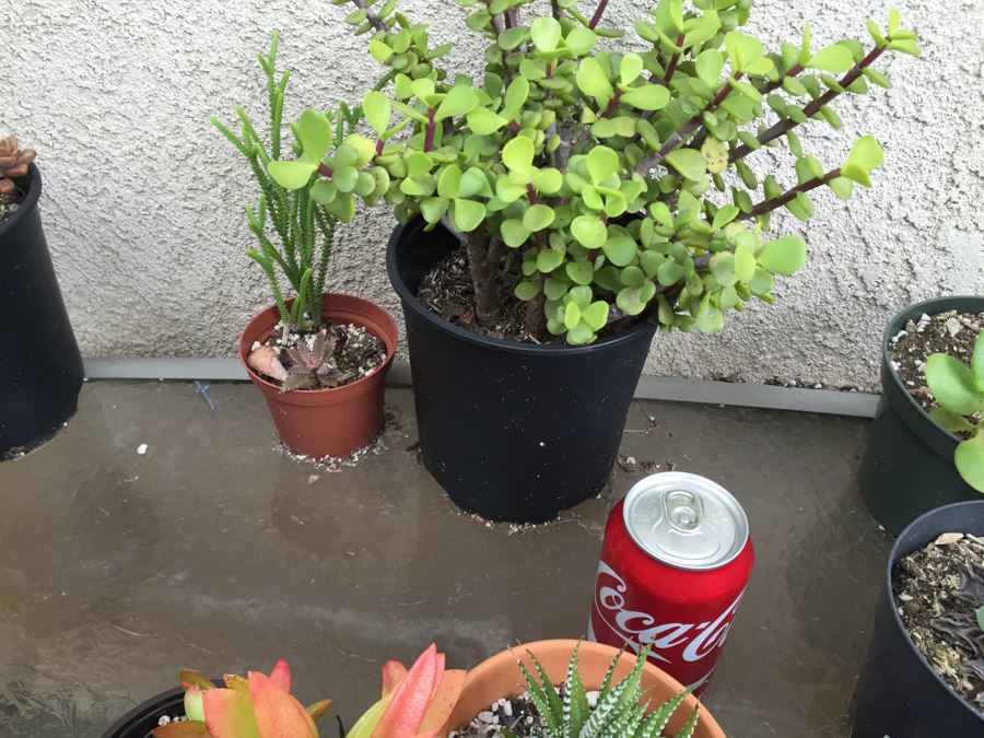 Outdoor Metal And Glass Table Loaded With Succulents And New Plastic Pots See All Photos [Photo 10]