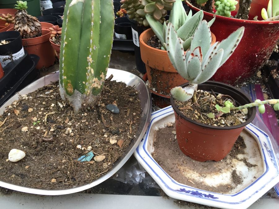 Outdoor Metal And Glass Table Loaded With Succulents And New Plastic Pots See All Photos [Photo 7]