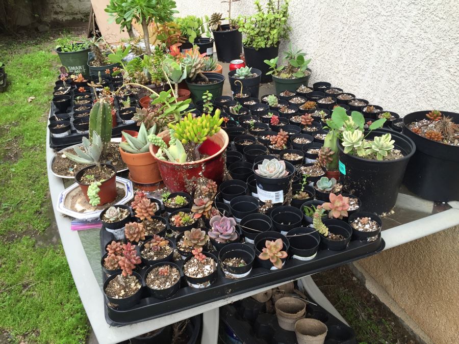 Outdoor Metal And Glass Table Loaded With Succulents And New Plastic Pots See All Photos [Photo 26]