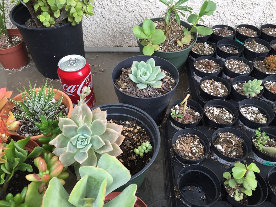 Outdoor Metal And Glass Table Loaded With Succulents And New Plastic Pots See All Photos [Photo 9]