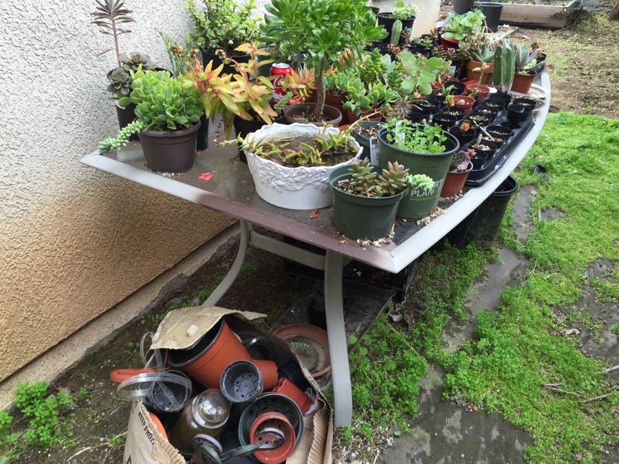 Outdoor Metal And Glass Table Loaded With Succulents And New Plastic Pots See All Photos [Photo 2]