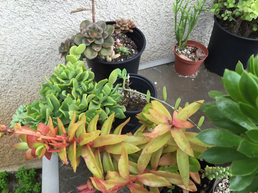 Outdoor Metal And Glass Table Loaded With Succulents And New Plastic Pots See All Photos [Photo 18]