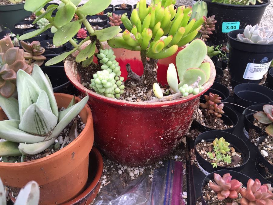 Outdoor Metal And Glass Table Loaded With Succulents And New Plastic Pots See All Photos [Photo 6]