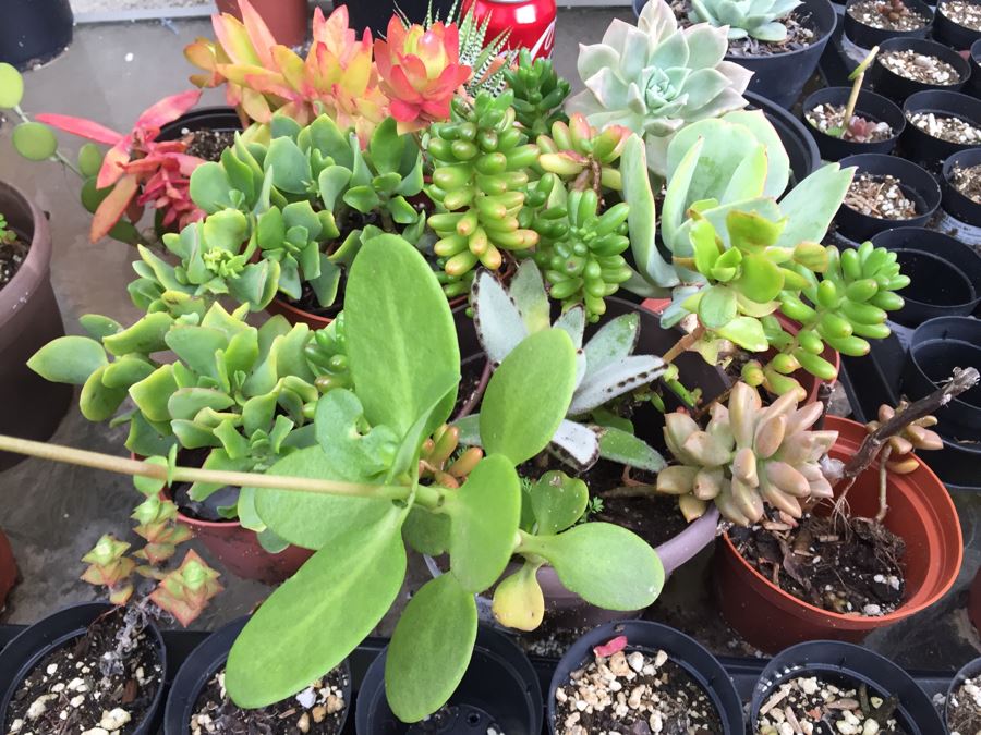 Outdoor Metal And Glass Table Loaded With Succulents And New Plastic Pots See All Photos [Photo 11]