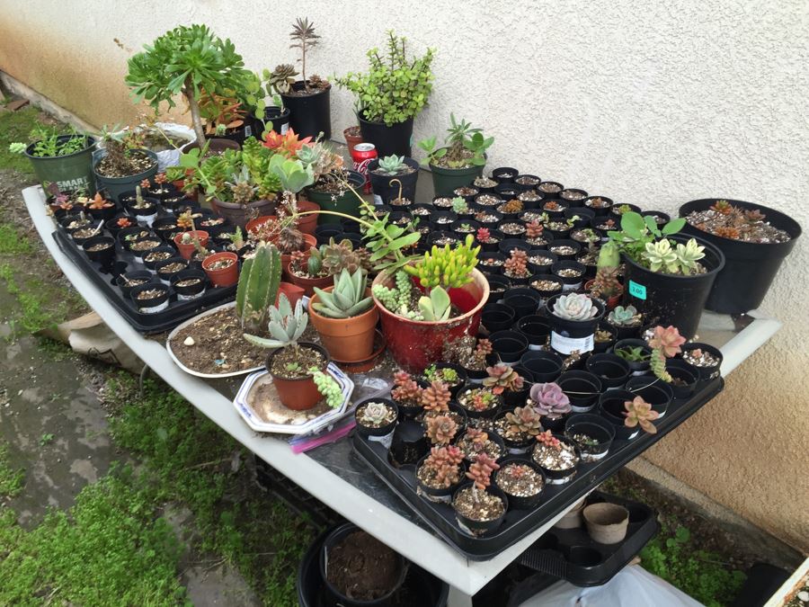 Outdoor Metal And Glass Table Loaded With Succulents And New Plastic Pots See All Photos [Photo 1]