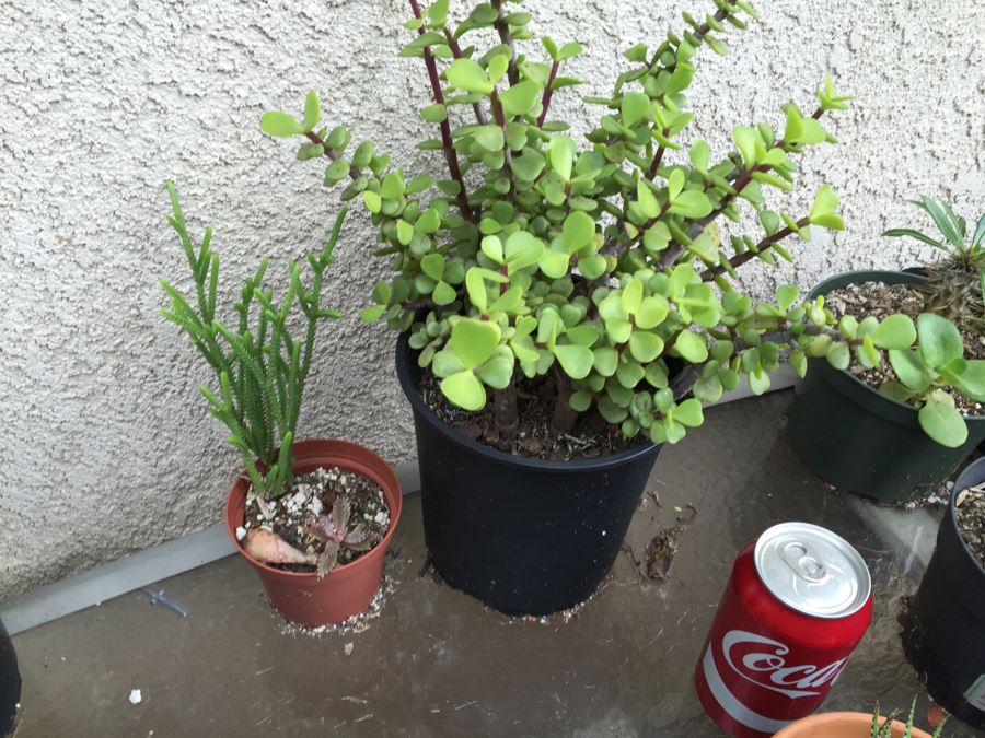 Outdoor Metal And Glass Table Loaded With Succulents And New Plastic Pots See All Photos [Photo 19]