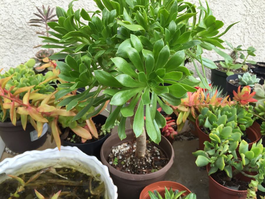 Outdoor Metal And Glass Table Loaded With Succulents And New Plastic Pots See All Photos [Photo 17]