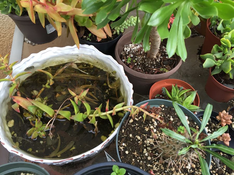 Outdoor Metal And Glass Table Loaded With Succulents And New Plastic Pots See All Photos [Photo 16]