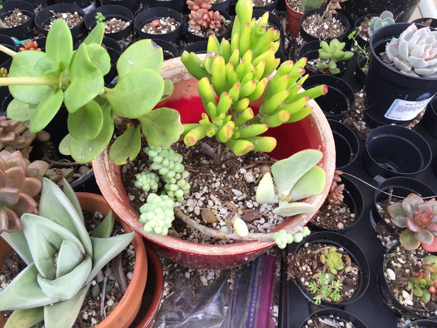 Outdoor Metal And Glass Table Loaded With Succulents And New Plastic Pots See All Photos [Photo 5]