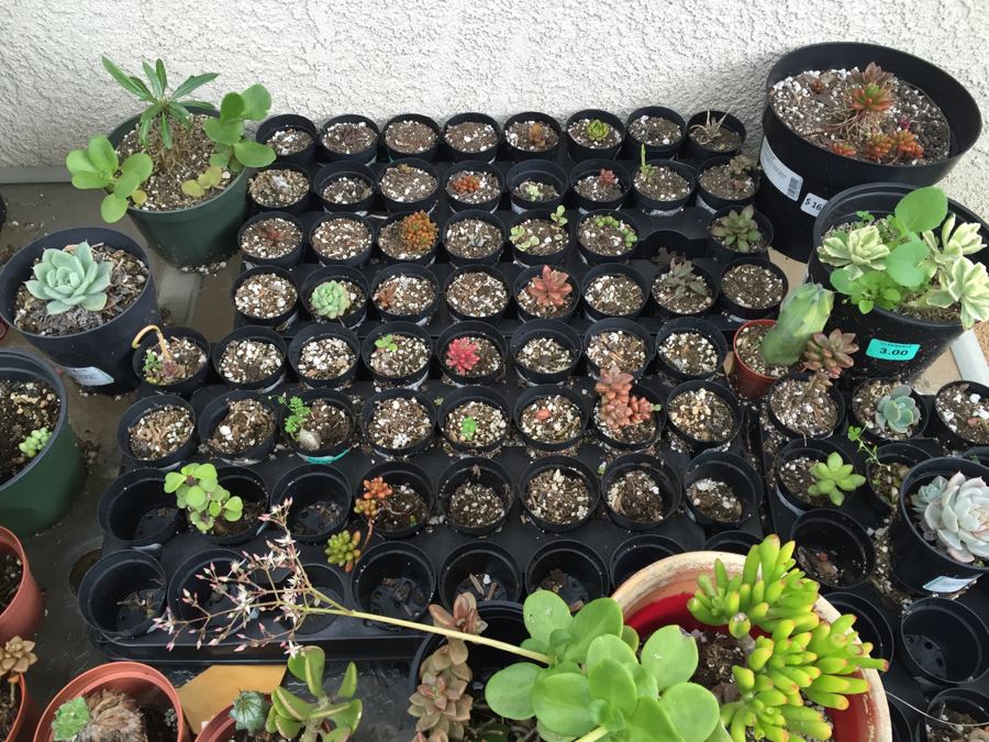 Outdoor Metal And Glass Table Loaded With Succulents And New Plastic Pots See All Photos [Photo 8]