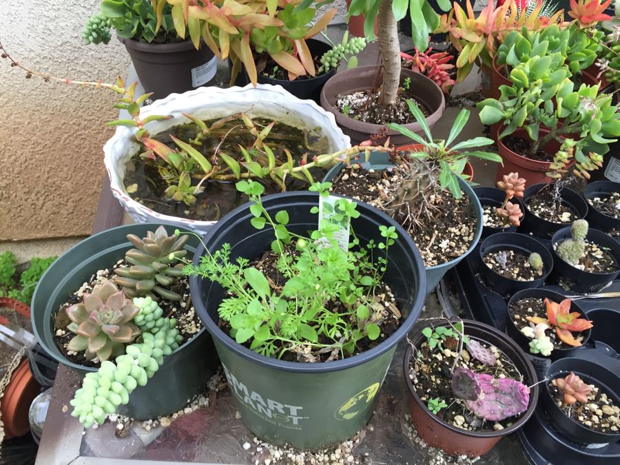 Outdoor Metal And Glass Table Loaded With Succulents And New Plastic Pots See All Photos [Photo 15]