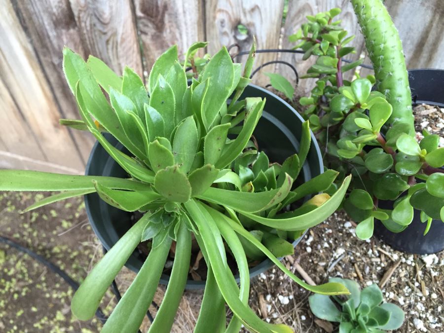 Outdoor White Plant Stand With Succulents [Photo 7]