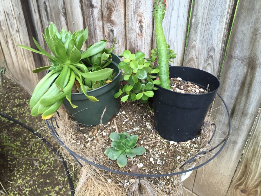 Outdoor White Plant Stand With Succulents [Photo 3]