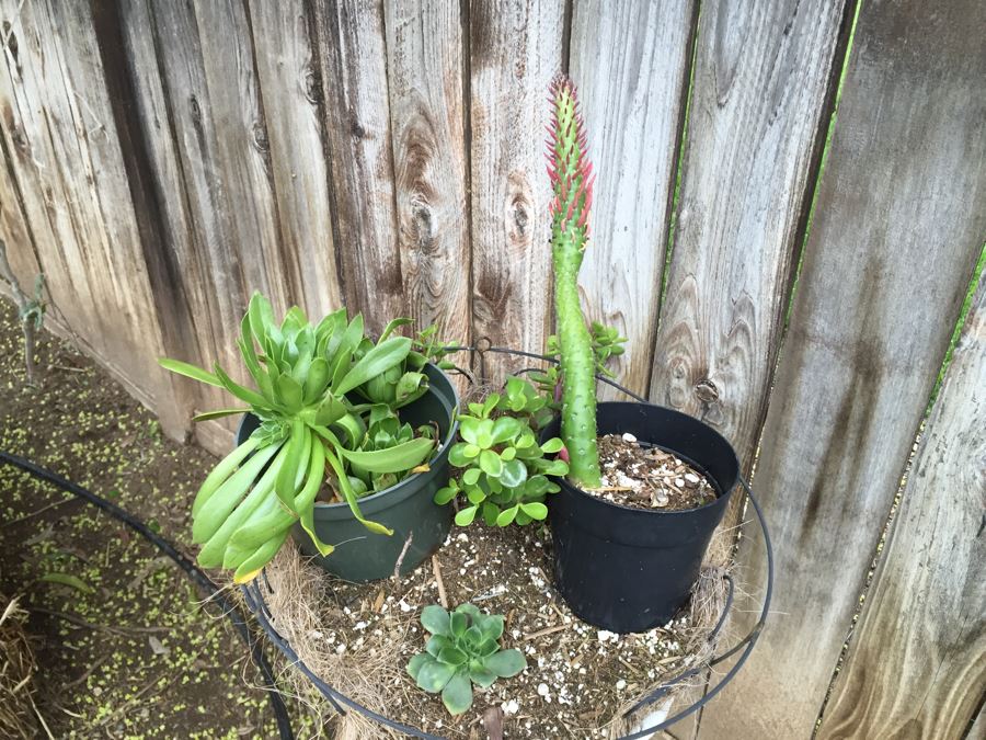 Outdoor White Plant Stand With Succulents [Photo 6]