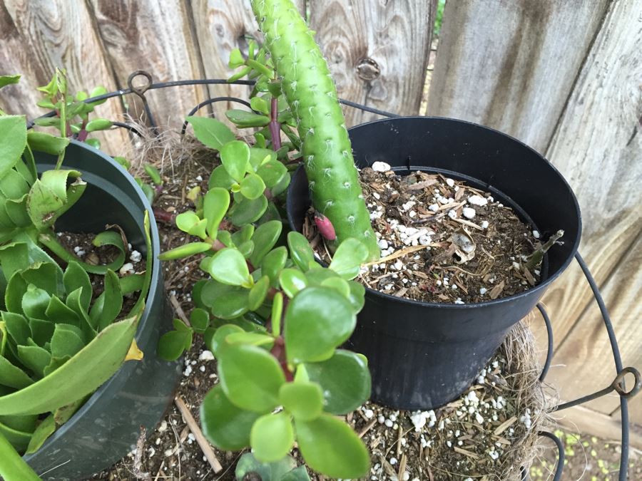 Outdoor White Plant Stand With Succulents [Photo 8]