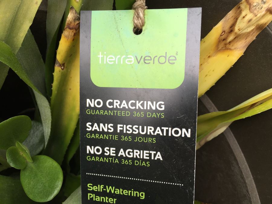 3 Large Outdoor Plant Pots - Two With Plants [Photo 4]