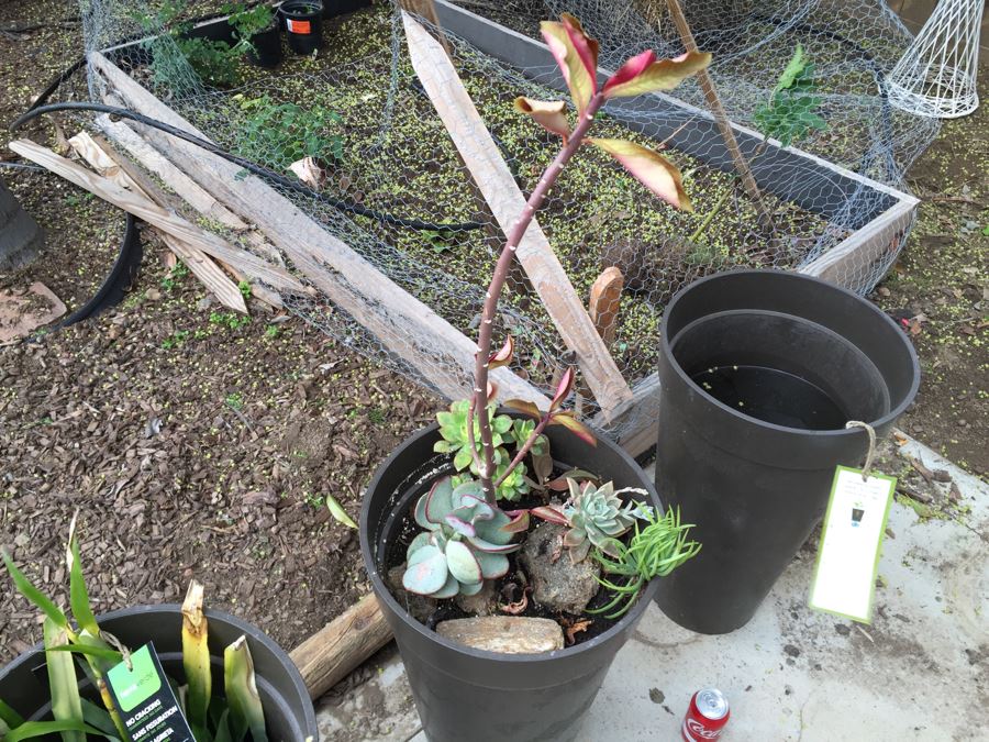 3 Large Outdoor Plant Pots - Two With Plants [Photo 6]