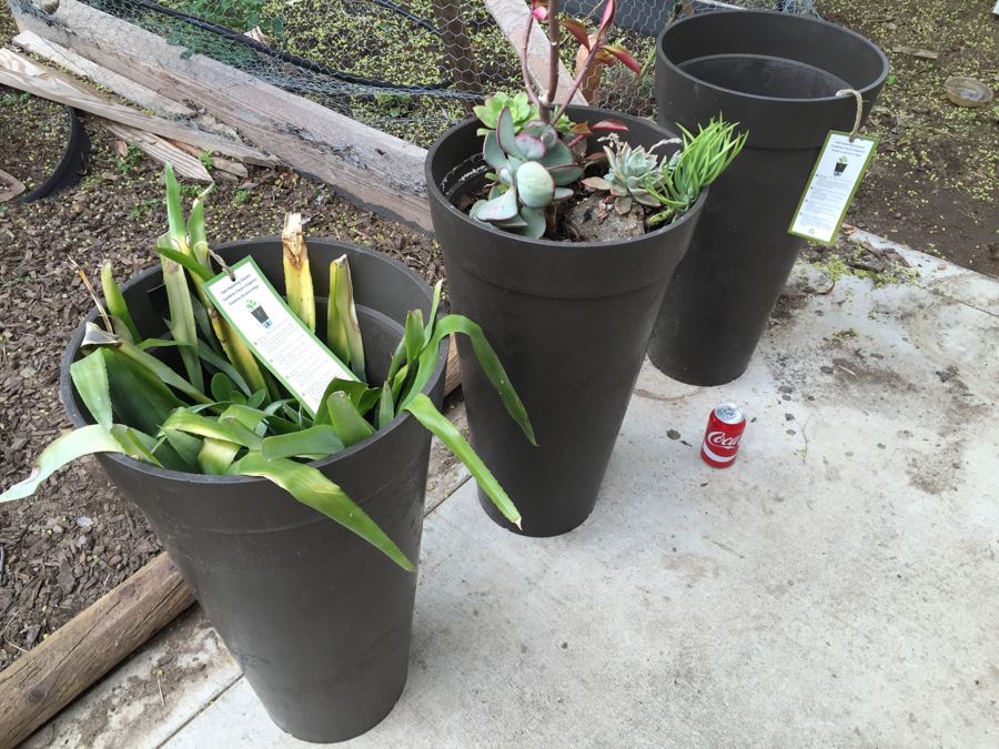3 Large Outdoor Plant Pots - Two With Plants [Photo 1]