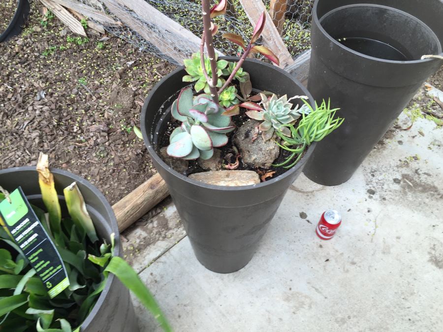3 Large Outdoor Plant Pots - Two With Plants [Photo 7]