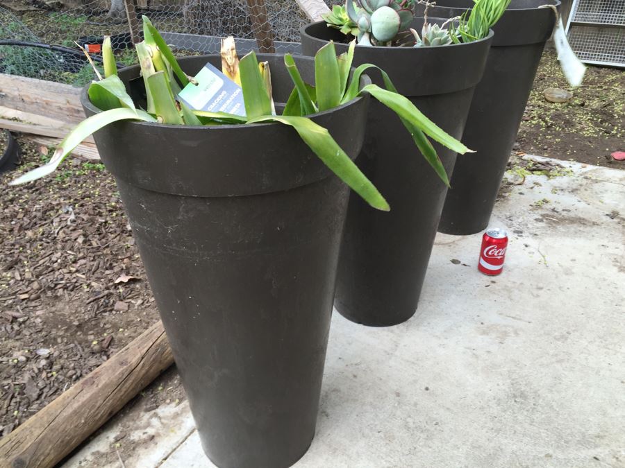 3 Large Outdoor Plant Pots - Two With Plants [Photo 5]