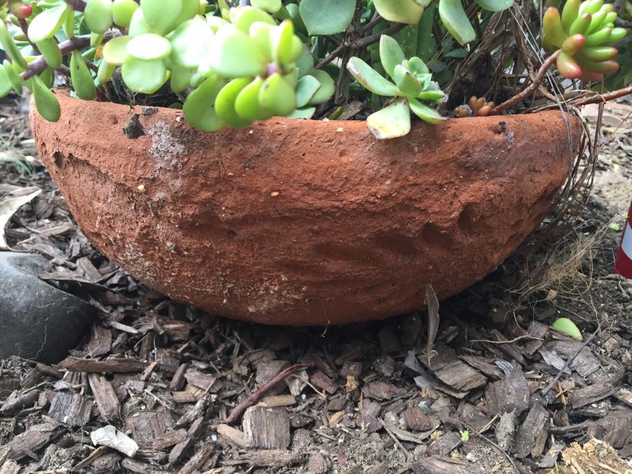 Potted Succulents [Photo 3]