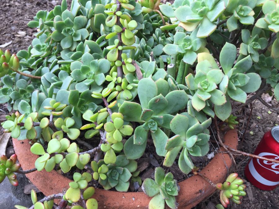 Potted Succulents [Photo 4]