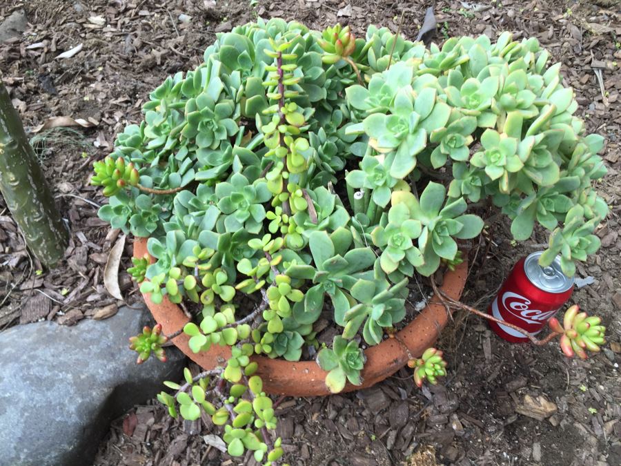 Potted Succulents [Photo 2]