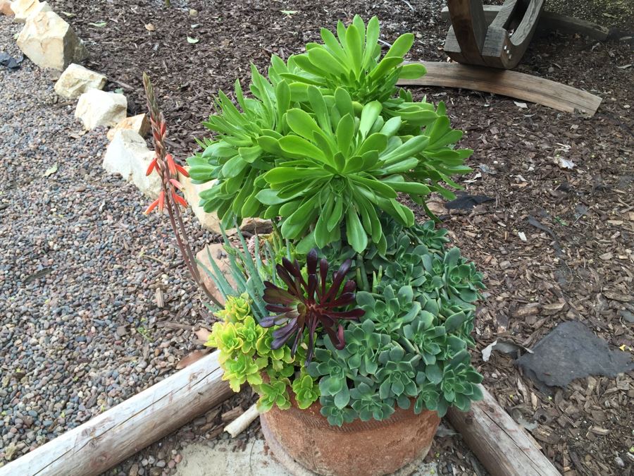 Potted Succulents [Photo 3]
