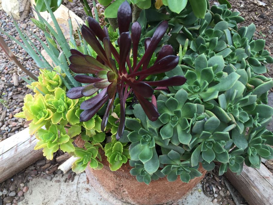 Potted Succulents [Photo 4]