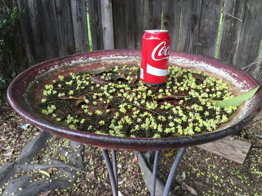 Bird Bath With Metal Stand And Pottery Bowl [Photo 5]