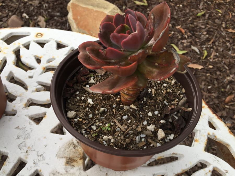 Vintage White Metal Outdoor Table With 2 Chairs And Succulents - Note Damage To Seat Of One Chair [Photo 11]