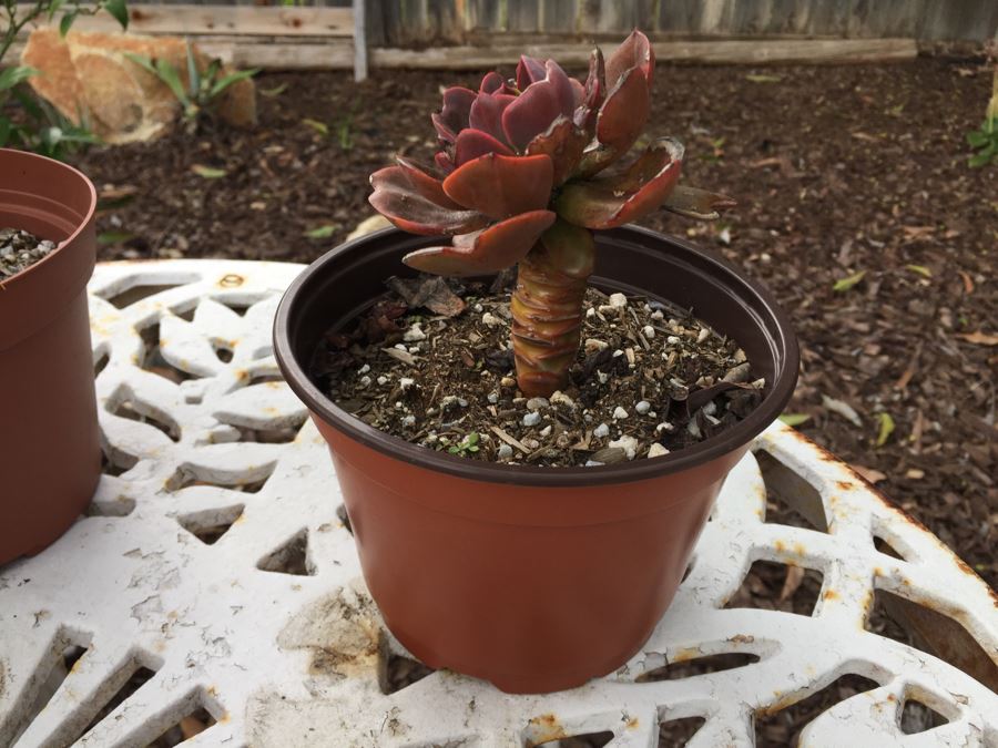 Vintage White Metal Outdoor Table With 2 Chairs And Succulents - Note Damage To Seat Of One Chair [Photo 12]