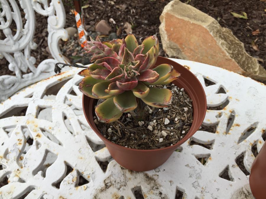 Vintage White Metal Outdoor Table With 2 Chairs And Succulents - Note Damage To Seat Of One Chair [Photo 10]