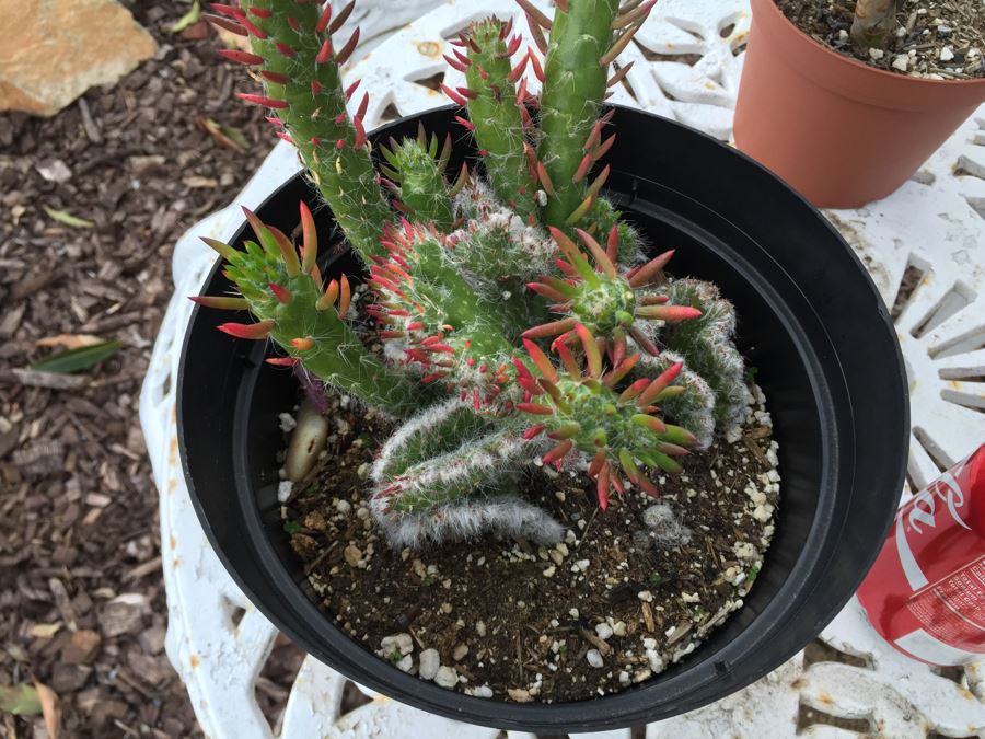 Vintage White Metal Outdoor Table With 2 Chairs And Succulents - Note Damage To Seat Of One Chair [Photo 9]