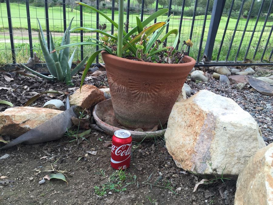 Outdoor Potted Plant [Photo 4]