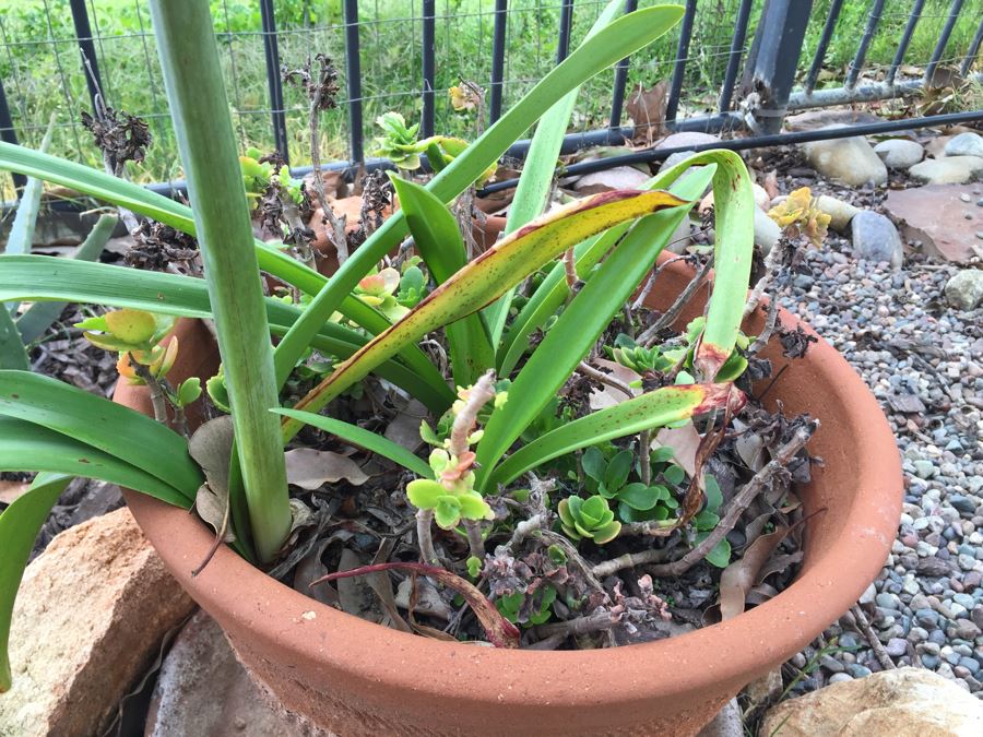 Outdoor Potted Plant [Photo 5]