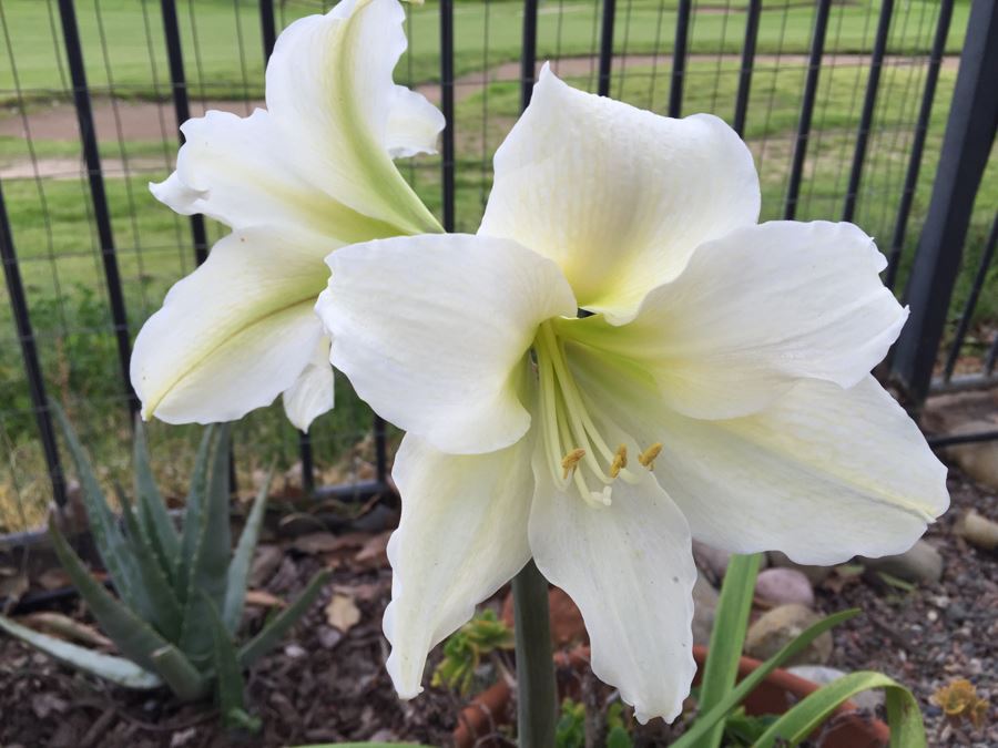 Outdoor Potted Plant [Photo 3]
