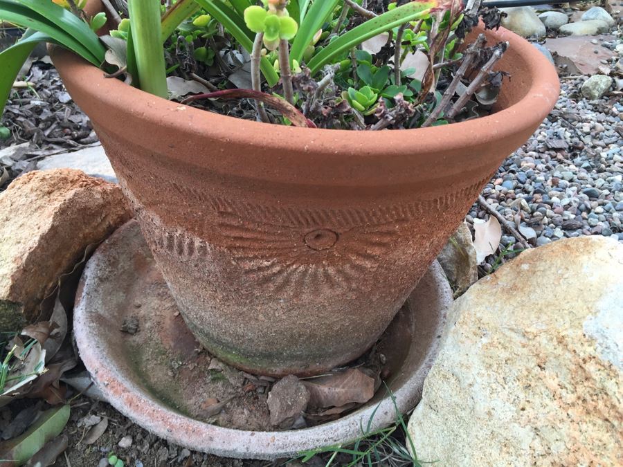 Outdoor Potted Plant [Photo 2]