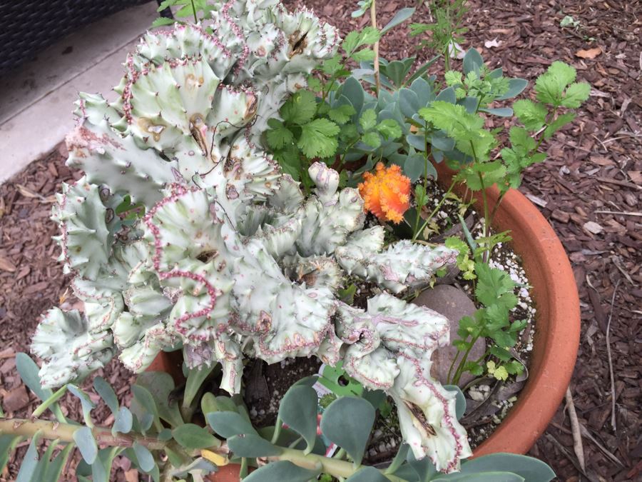 Outdoor Potted Plant [Photo 3]