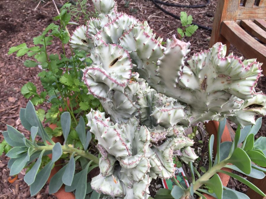 Outdoor Potted Plant [Photo 6]