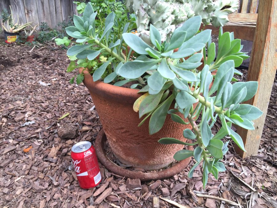 Outdoor Potted Plant [Photo 5]