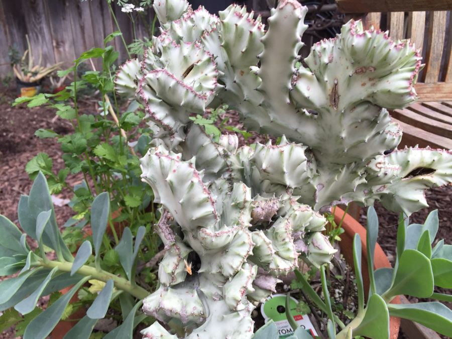 Outdoor Potted Plant [Photo 7]